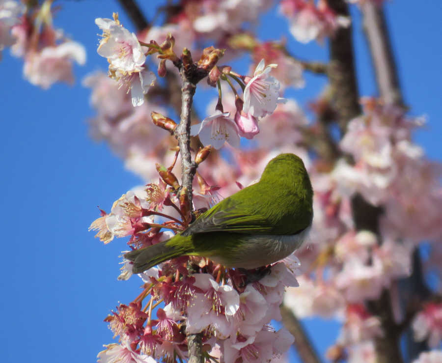 河津桜とメジロ